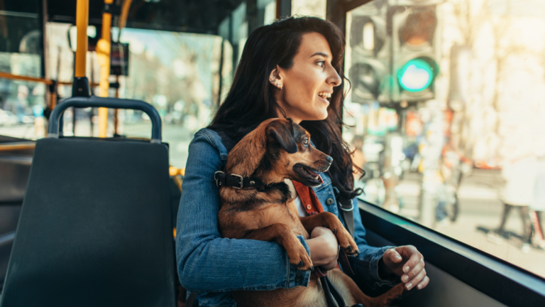 viajar con perros