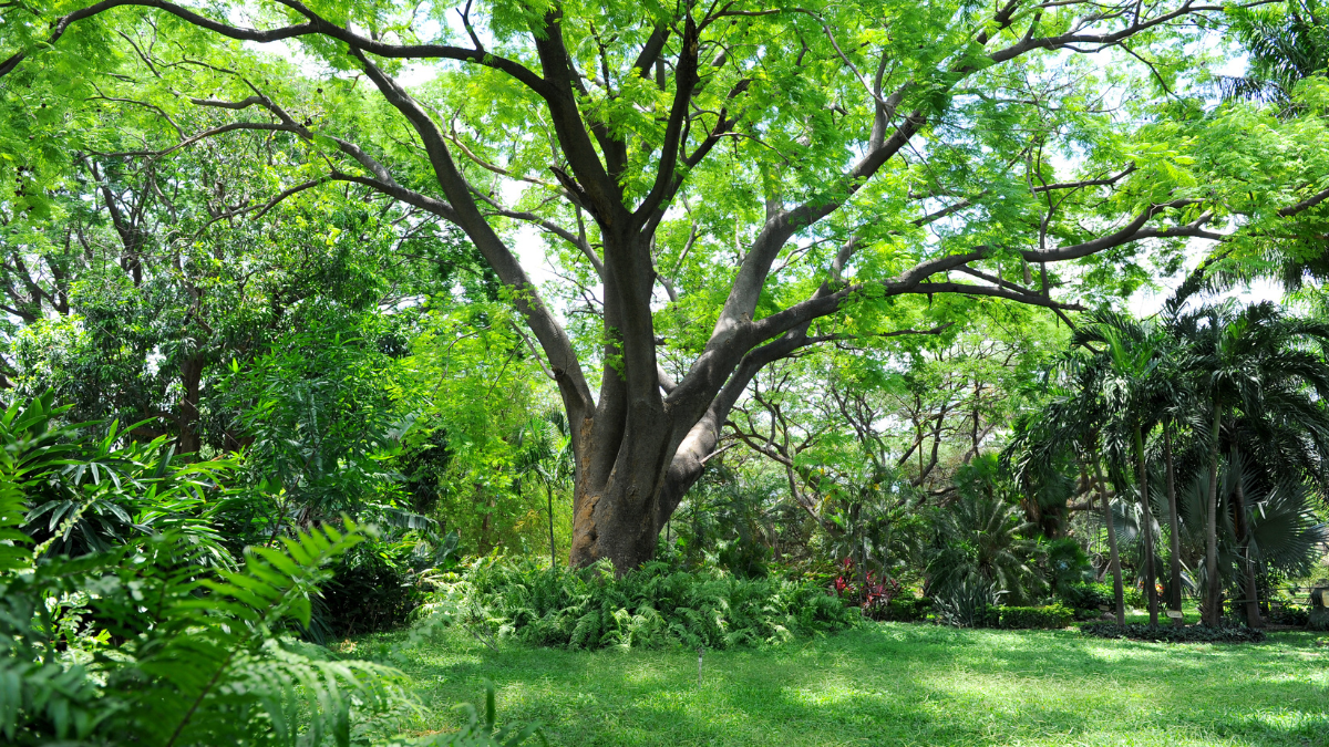 jardín botánico de palma