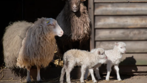 Fira d’Oví i Caprí