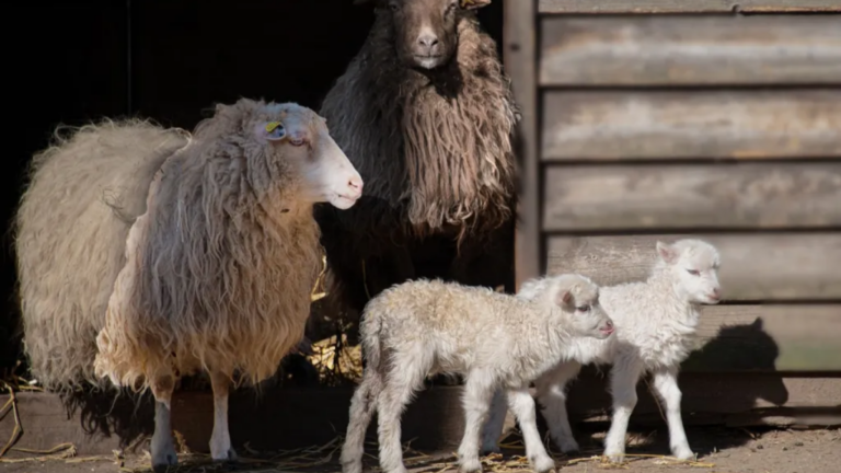 Fira d’Oví i Caprí